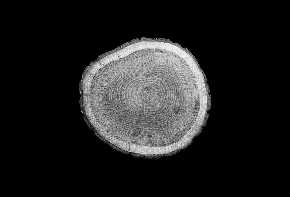 Tree ring inspiration.