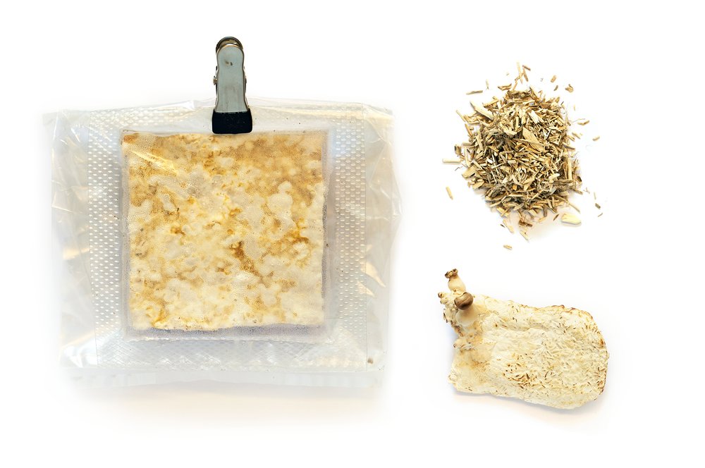 Materials used in the creation of mycelium tiles.